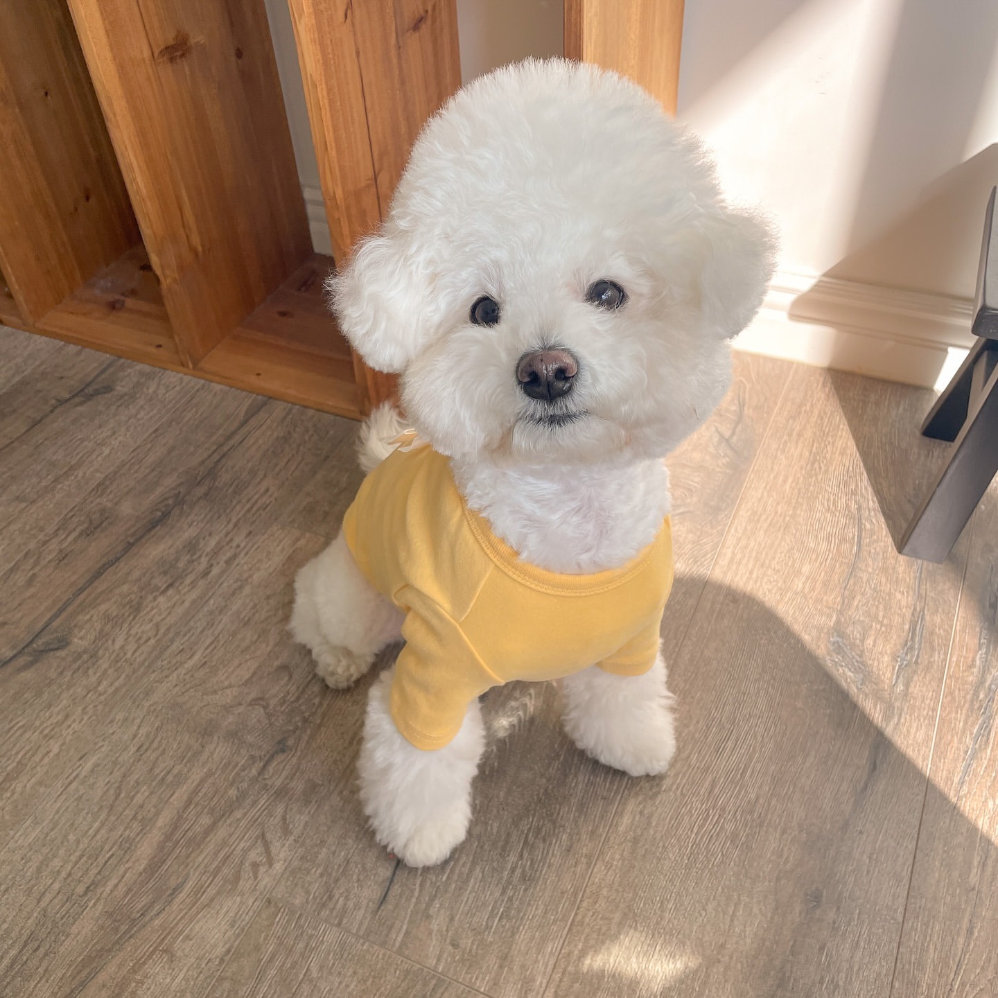Winter Poodle Bottoming Shirt  - Winter Clothing For Dogs review and price